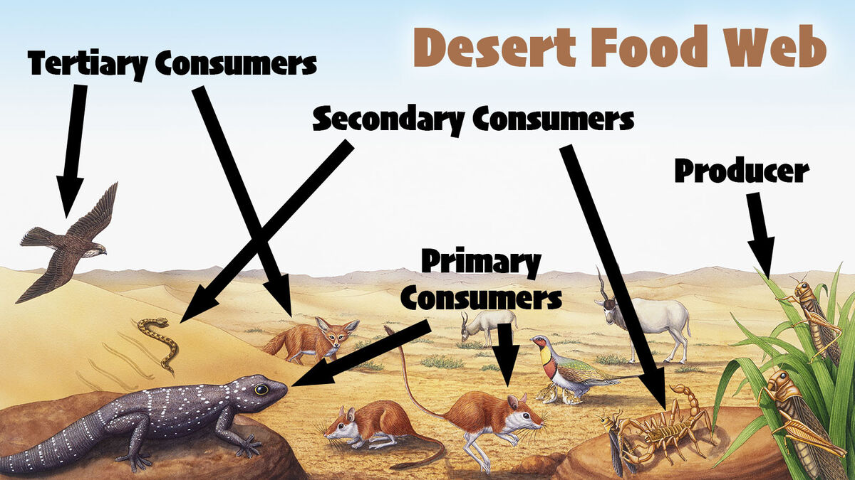 African Savanna Food Chain Diagram