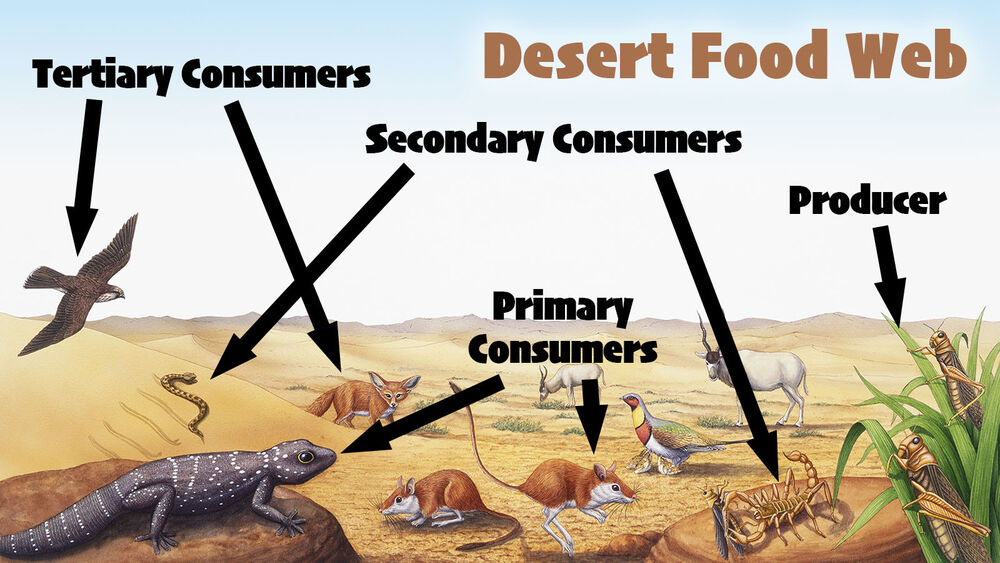 desert ecosystem food web