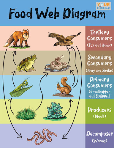 food web diagram example