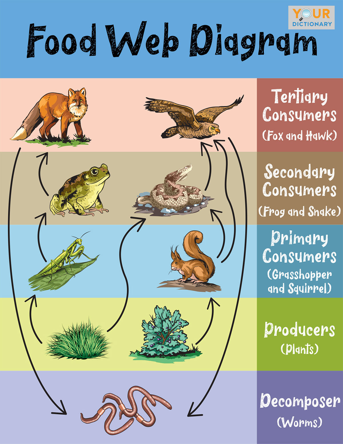 Simple Food Web Examples for Kids | YourDictionary