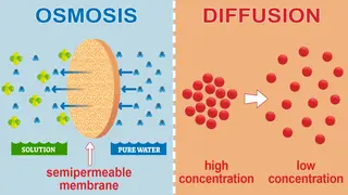 difference between osmosis and diffusion