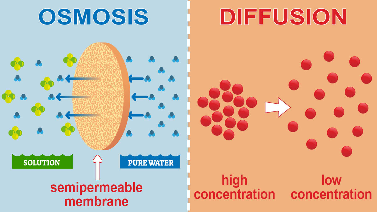Main Difference Between Osmosis and Diffusion in Biology | YourDictionary