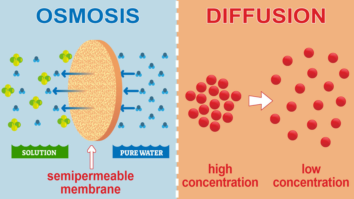 What is outlet osmosis