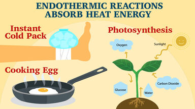 Photosynthesis exothermic is endothermic or How do
