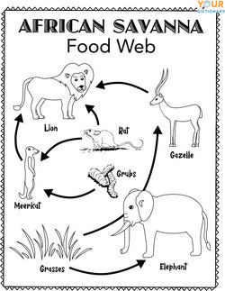simple food web examples for kids