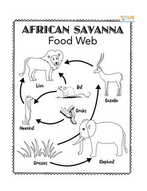Simple Food Web Examples for Kids | YourDictionary
