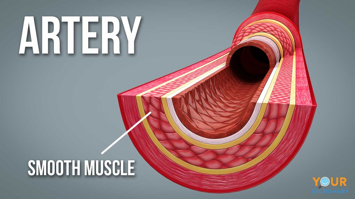 diagram of artery with smooth muscle identification