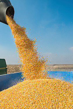 Pouring grain into a truck as supply and demand examples
