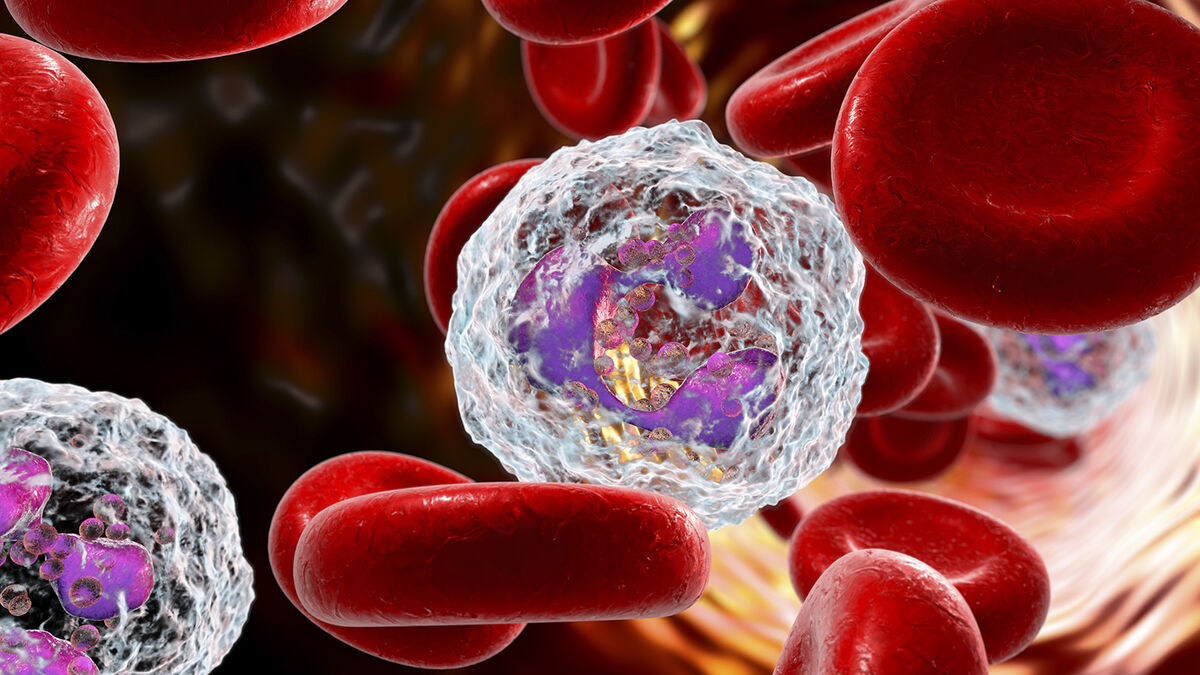 Neutrophil white blood cells immune system