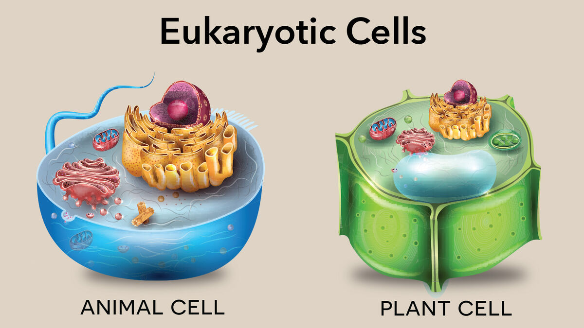 Diagram of Animal and Plant Eukaryotic Cells