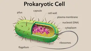 Diagram of Prokaryotic Cell