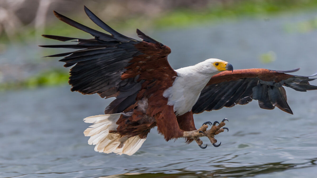 carnivorous african eagle about to catch fish