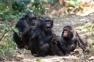 Studying chimpanzees in the wild