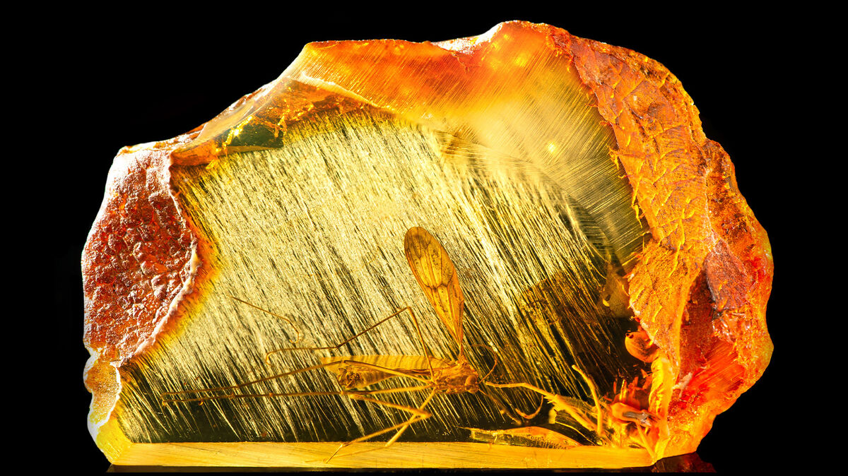 Baltic amber containing part of an ancient fossilized dragonfly