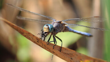 Dragonfly eating a fly on a leaf