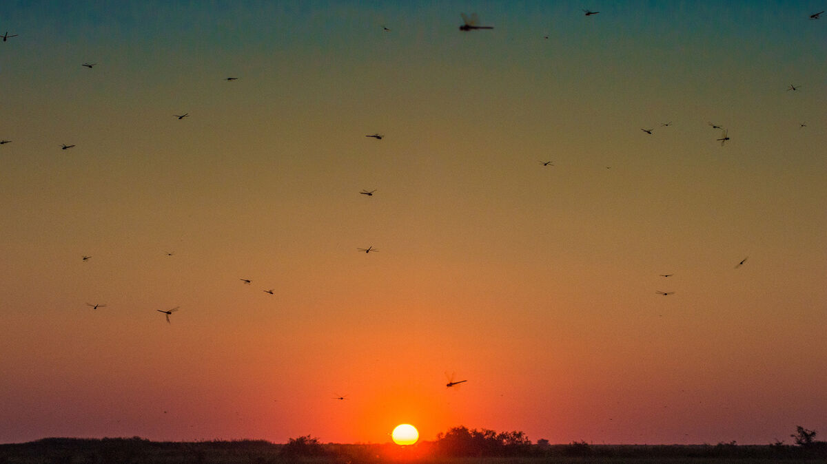 Swarm of Flying Dragonflies Sunset Over River