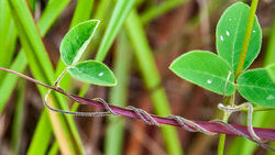 close-up of plant vines