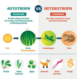 Autotroph vs Heterotroph