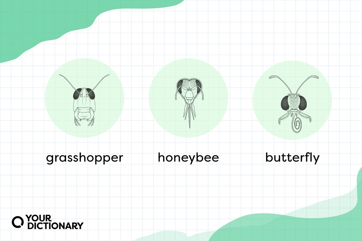 grasshopper, honeybee, and butterfly as examples of homology in animals