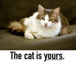 The cat is yours.