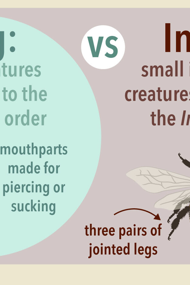 bug-vs-insect-why-one-is-not-like-the-other-yourdictionary