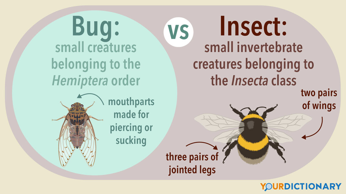 Bug Vs Insect Why One Is Not Like The Other YourDictionary