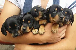 armful of puppies