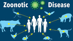 Zoonotic disease graphic