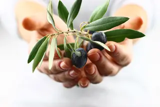 hands extending an olive branch
