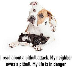 pitbull with kitten