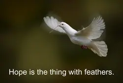 White dove flying as a metaphor