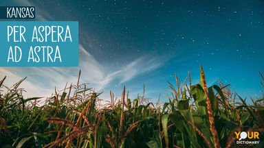 Night Starry Sky Above Green Maize Corn Field Plantation in Kansas