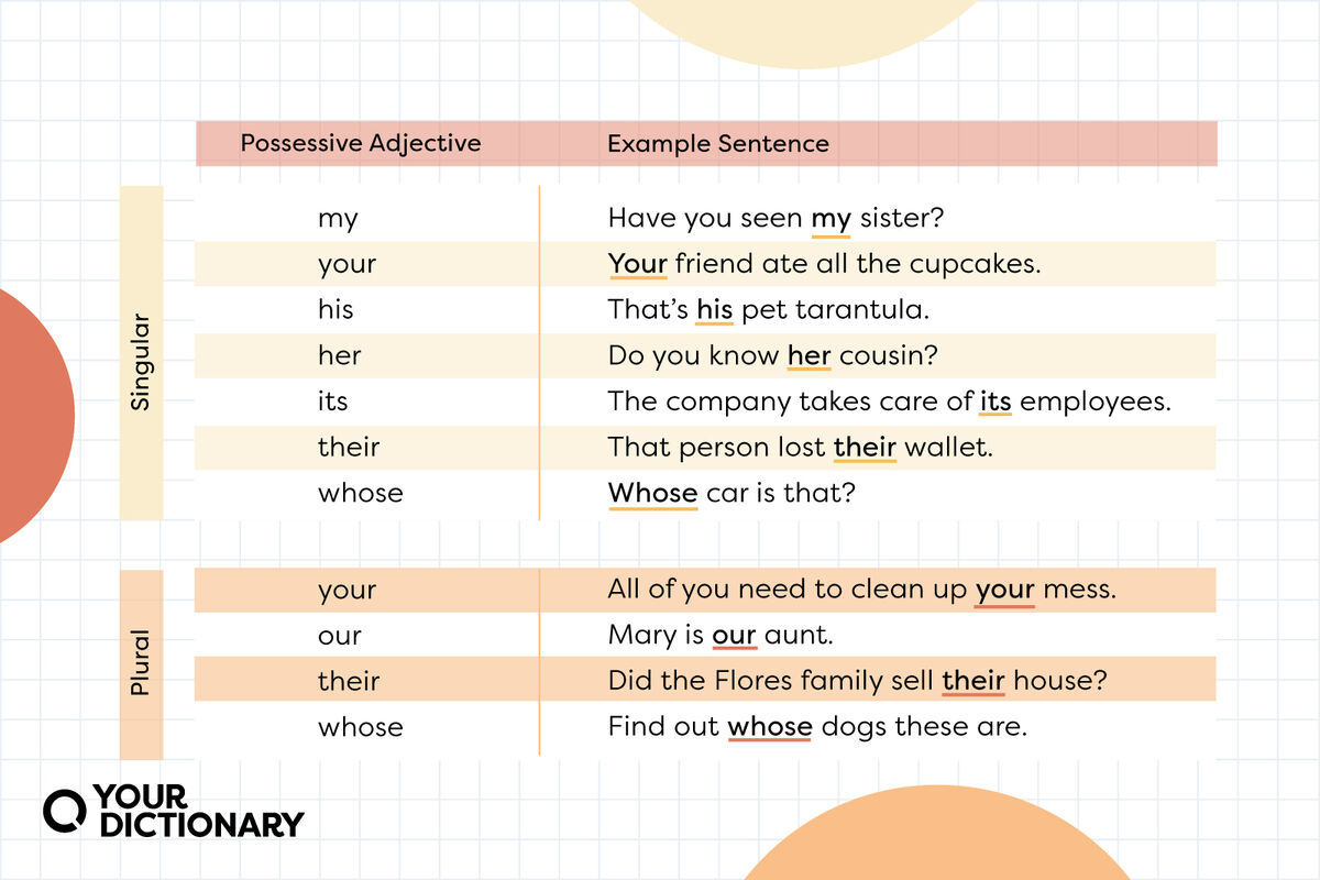 What Is A Possessive Adjective Meaning And Usage YourDictionary