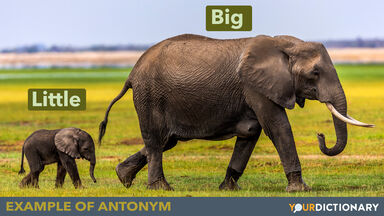 Elephant mother labeled "big" and baby labeled "small" as Examples of Antonyms