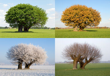 The four seasons of a tree