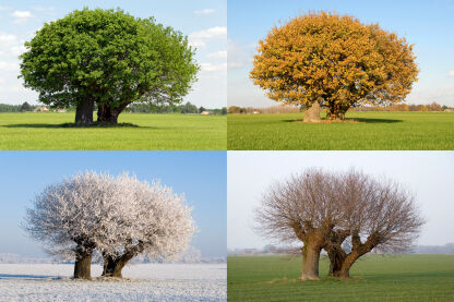 The four seasons of a tree