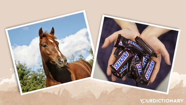 Close-Up Of Horse and hands with Snickers chocolate bars