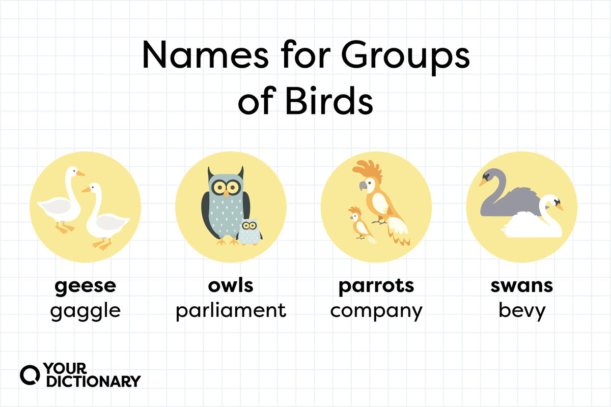 names for groups of geese, owls, parrots, and swans from the article