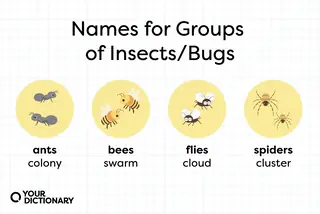 group names for ants, bees, flies, and spiders from the article