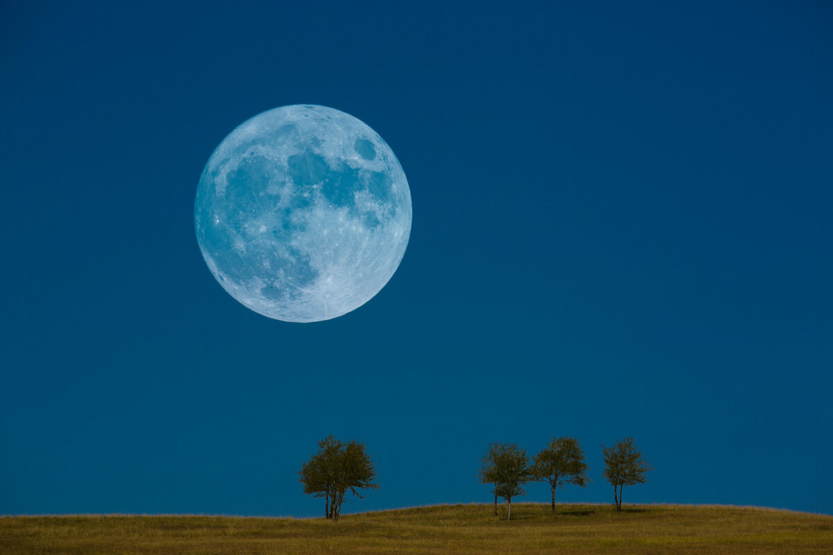 Full blue moon in sky with pine trees