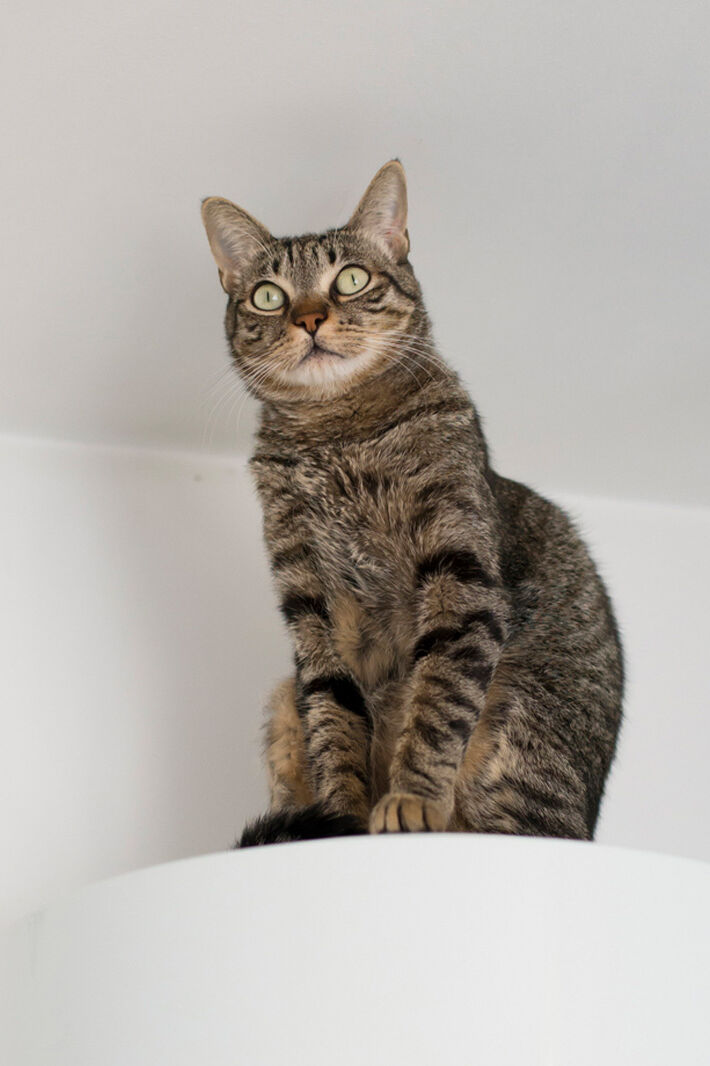 'KittyCorner' or ‘CattyCorner' — What’s the Right Corner