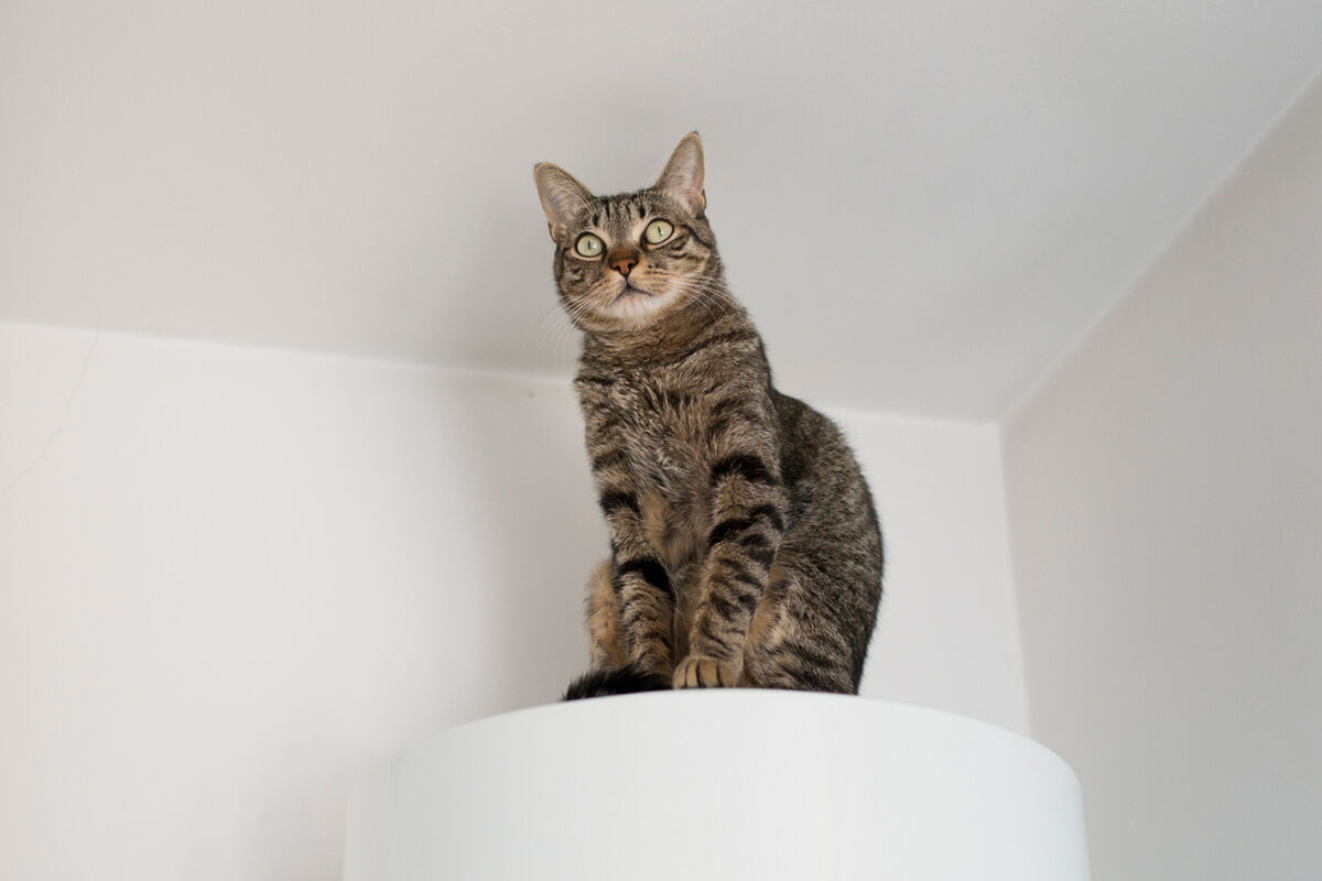 Cat sitting on the top of an electric boiler in a corner