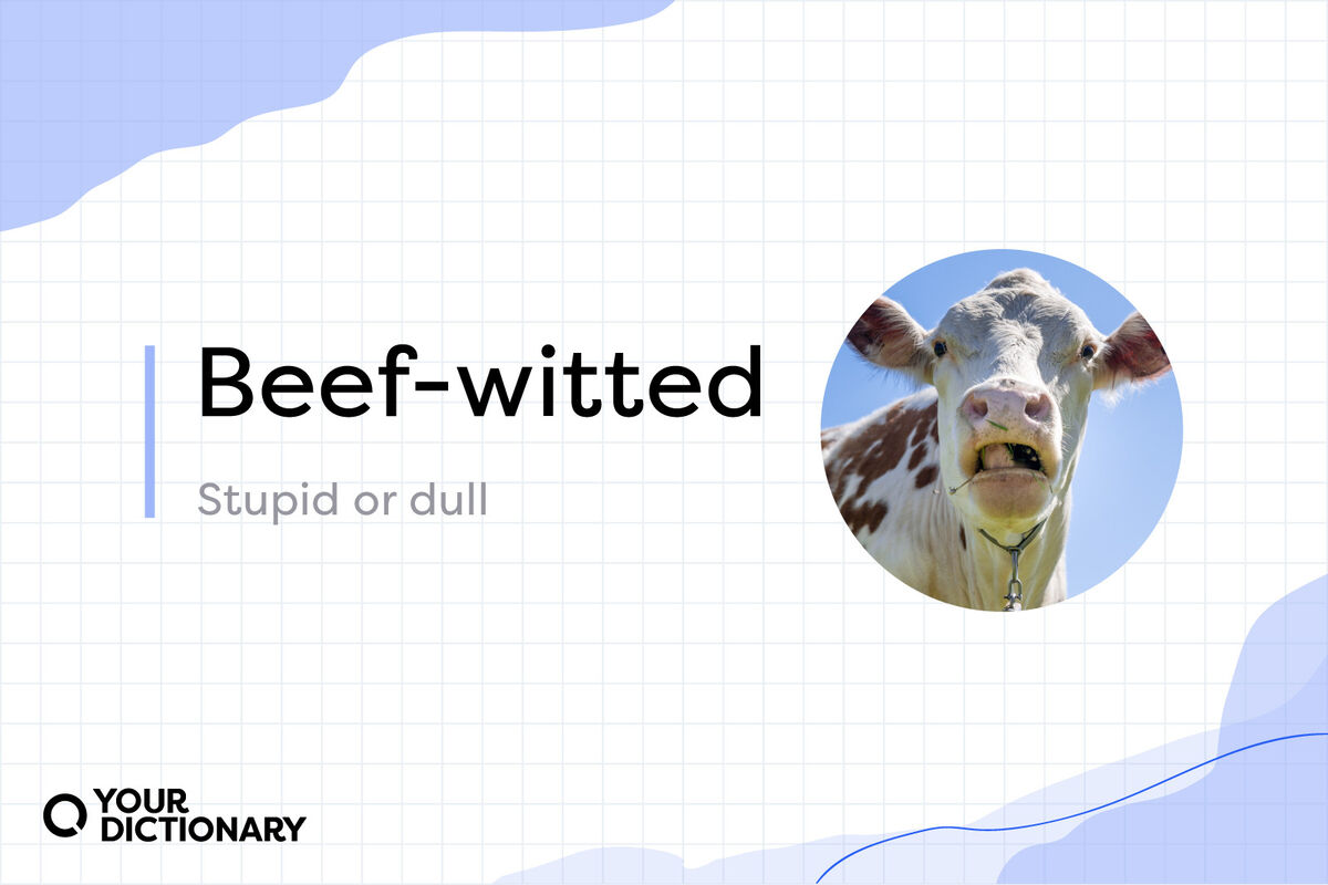 Cow chewing against clear blue sky with Beef-Witted meaning