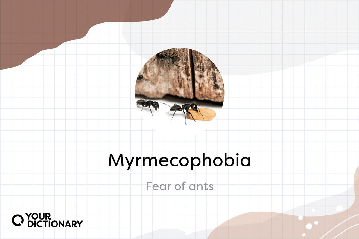 Ants With Myrmecophobia Definition