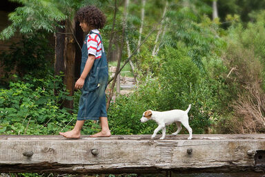 Little dog faithfully following owner.