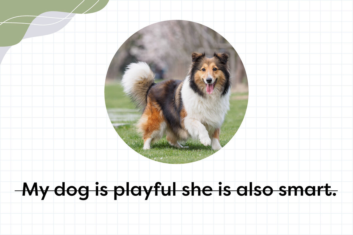 Shetland Sheepdog outdoors on grass meadow with run-on Sentence