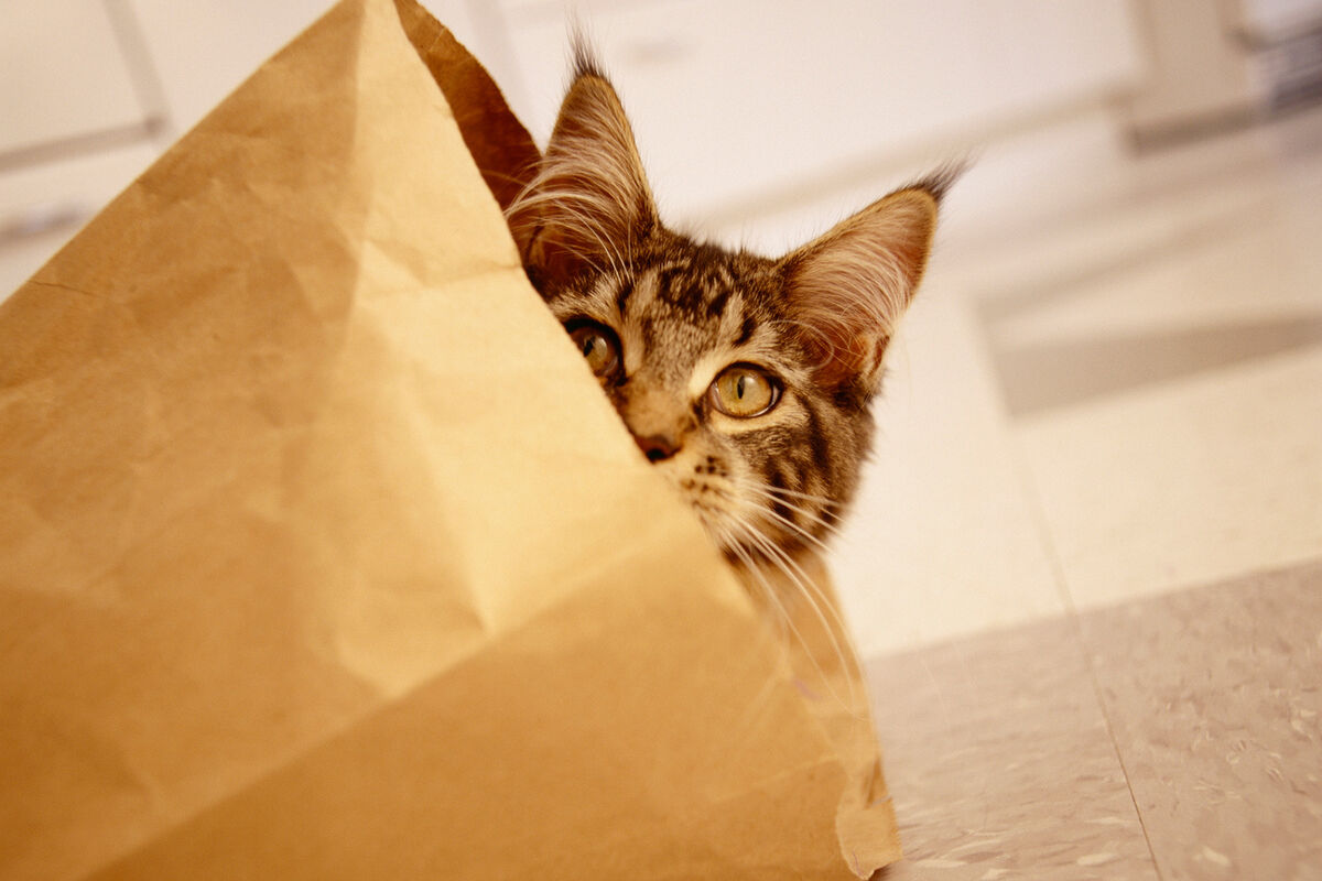 Kitten peeking out of paper bag