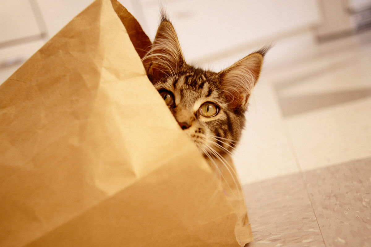 A cat in the cheap bag