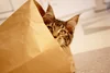Kitten peeking out of paper bag