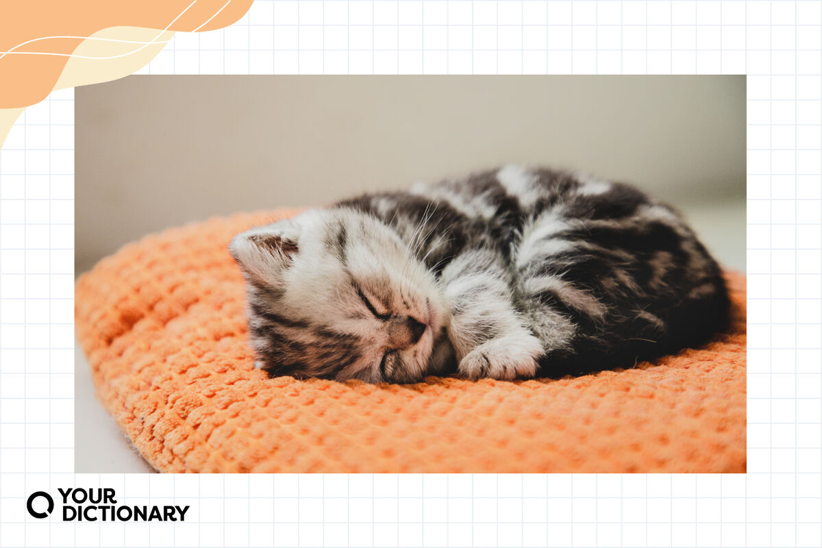 kitten taking a nap on a pillow